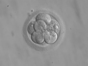 Photo of frozen embryo