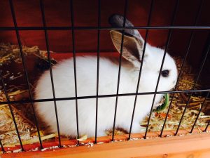photo of white rabbit inside cage