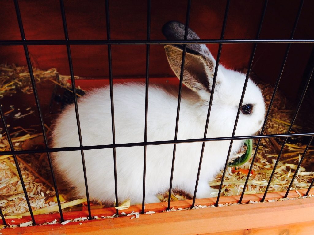photo of white rabbit inside cage